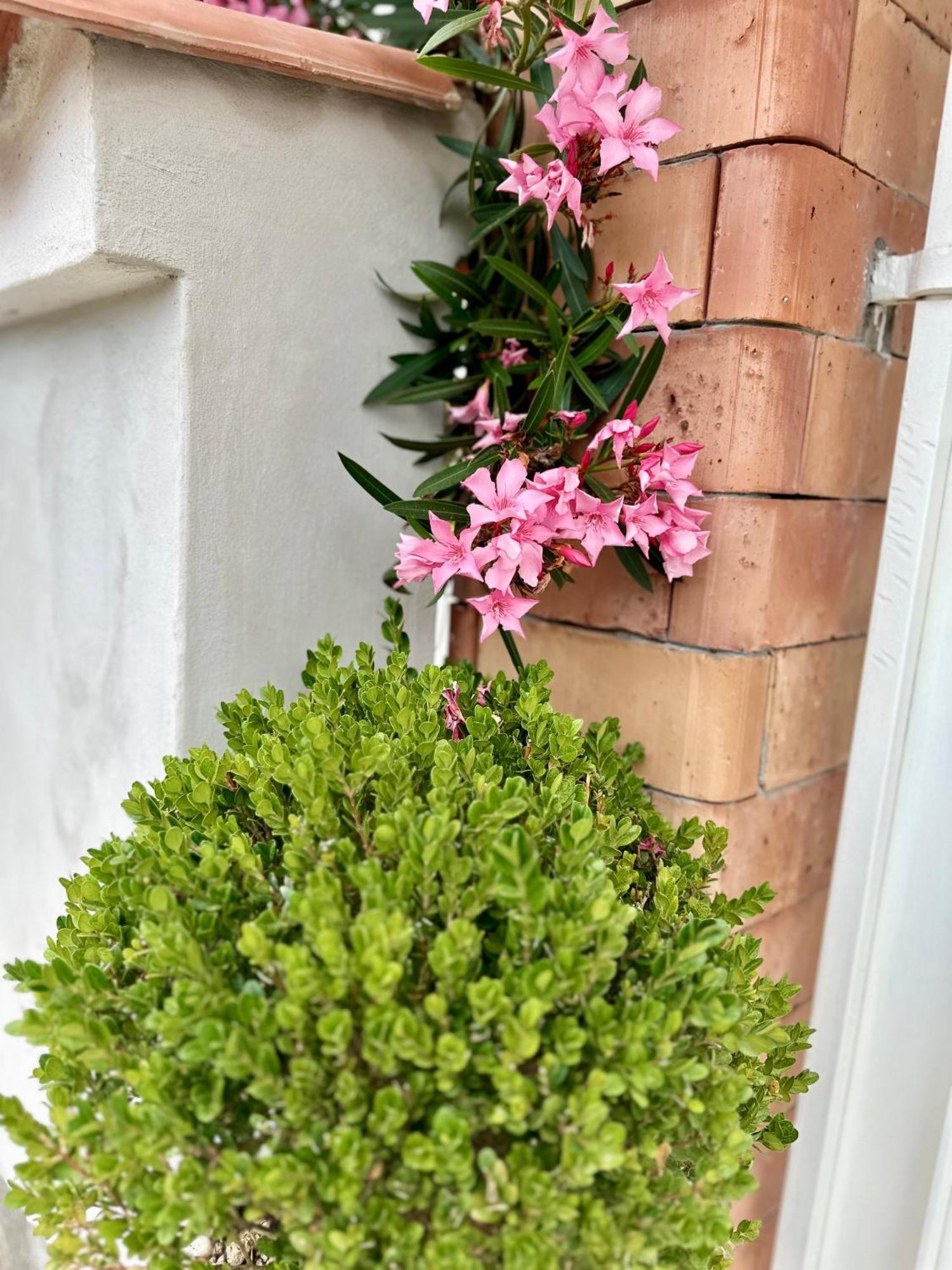Invilla Bed&Breakfast - Quality Rooms Santa Maria di Castellabate Exterior photo